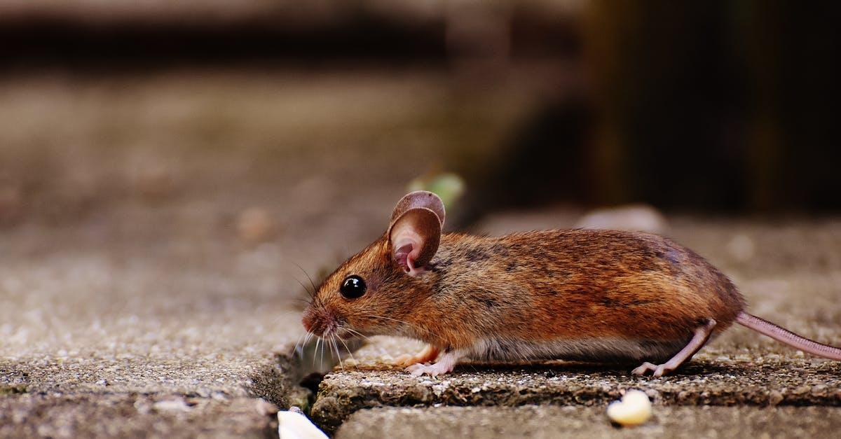 5 tegn på rotter på loftet – og hvordan du undgår det